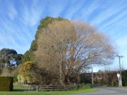 Salix ×fragilis. Form of mature tree with dome-shaped crown created by wind shearing of the outer twigs.
 Image: D. Glenny © Landcare Research 2020 CC BY 4.0